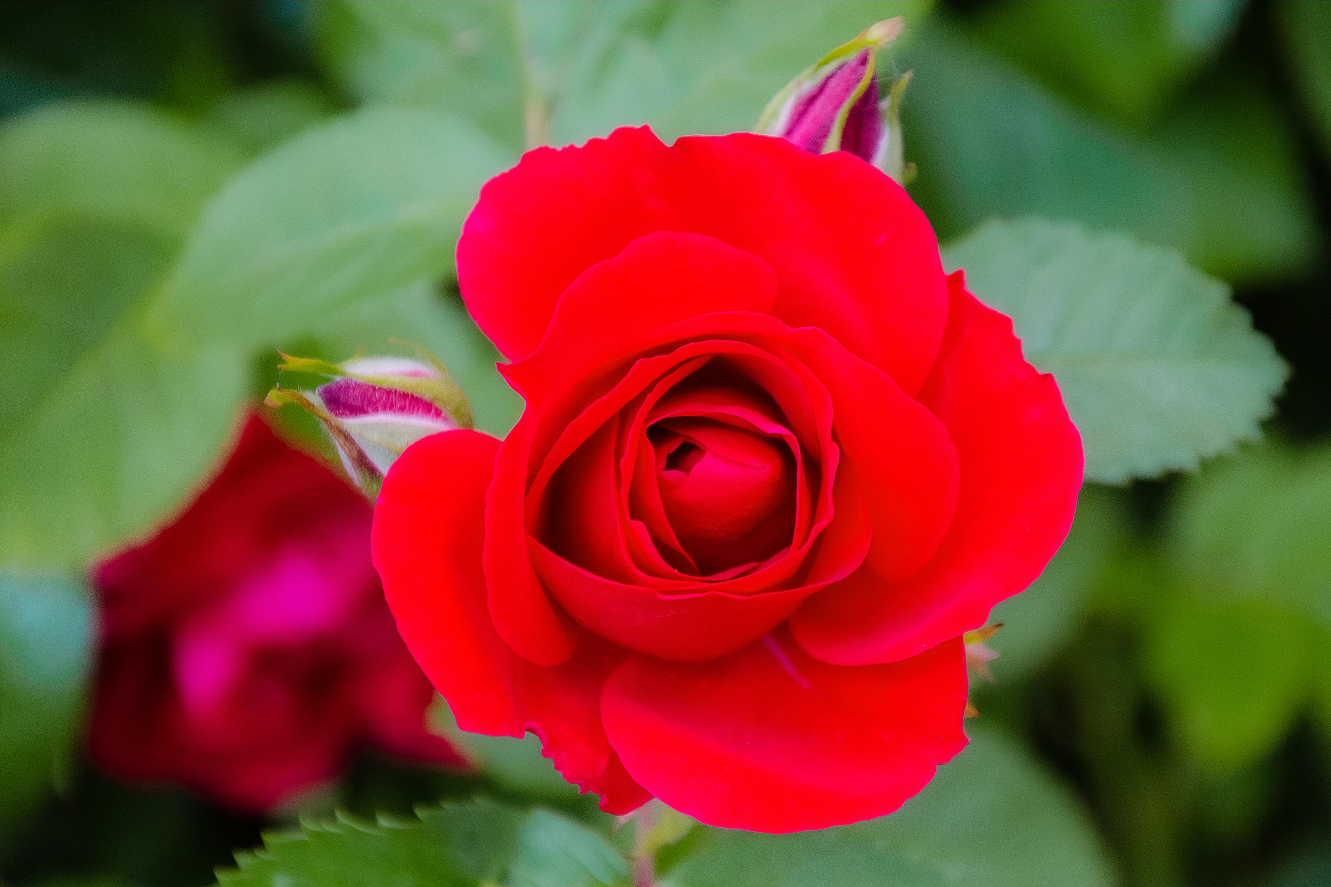 Rosen